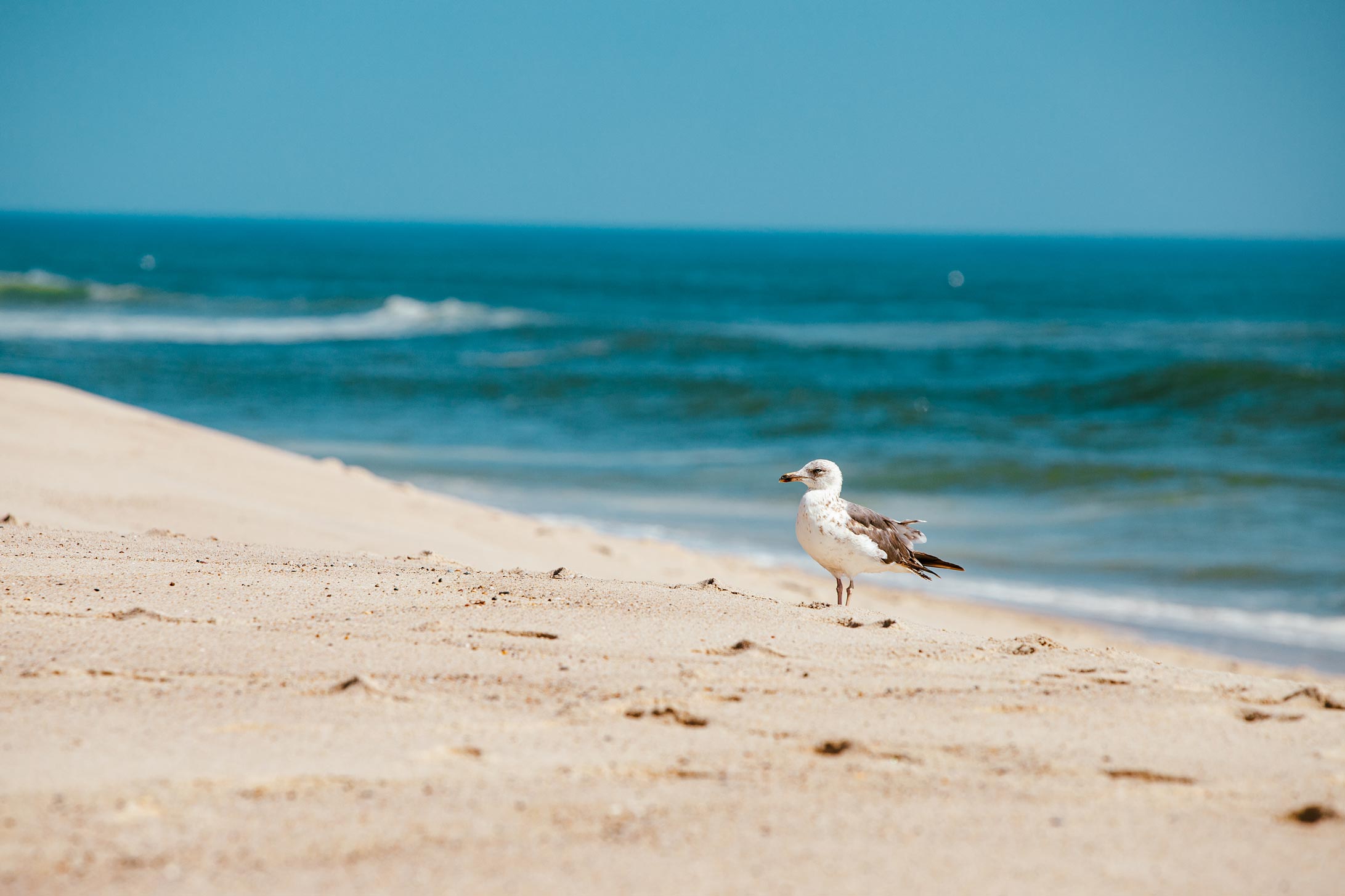 Seagull standing on the beach with waves in the background