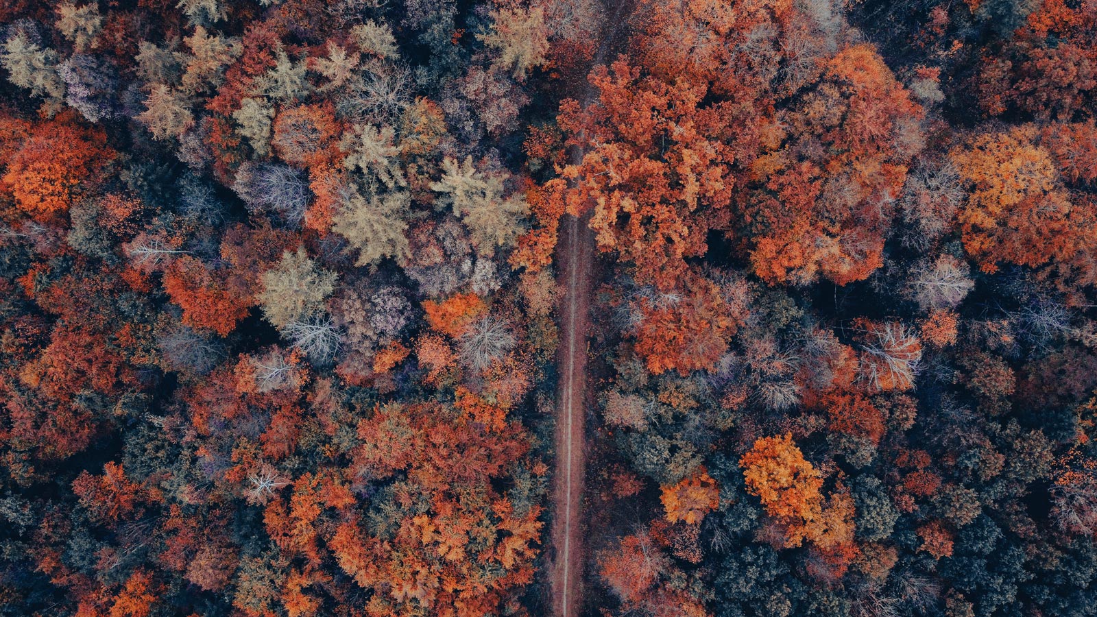 drone view on a forrest in autumn with a small path